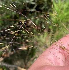 Lachnagrostis aemula at Tharwa, ACT - 14 Dec 2024 12:05 PM