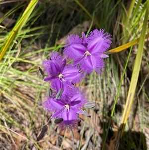Thysanotus tuberosus subsp. tuberosus at Tharwa, ACT - 14 Dec 2024 11:47 AM