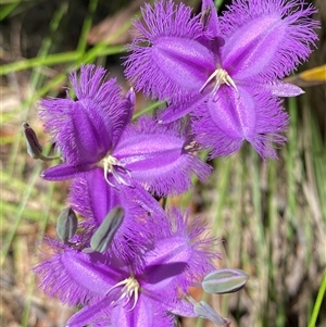 Thysanotus tuberosus subsp. tuberosus at Tharwa, ACT - 14 Dec 2024 11:47 AM