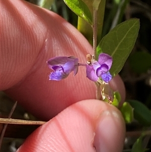 Polygala japonica at Tharwa, ACT - 14 Dec 2024 11:29 AM