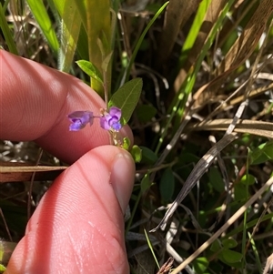 Polygala japonica at Tharwa, ACT - 14 Dec 2024 11:29 AM