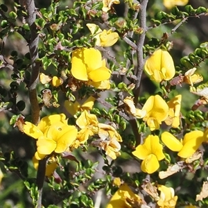 Bossiaea foliosa (Leafy Bossiaea) at Mount Clear, ACT - 11 Dec 2024 by RAllen