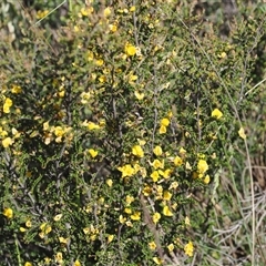 Bossiaea foliosa at Mount Clear, ACT - 11 Dec 2024 04:18 PM