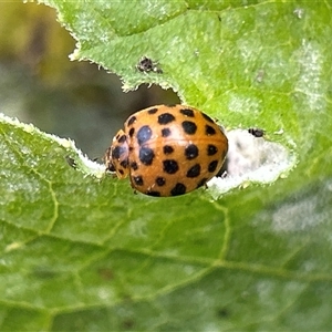 Epilachna sumbana at Hughes, ACT - suppressed