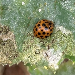Epilachna sumbana at Hughes, ACT - suppressed