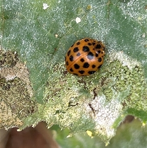 Epilachna sumbana at Hughes, ACT - suppressed