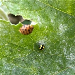 Epilachna sumbana at Hughes, ACT - suppressed