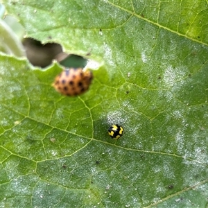 Epilachna sumbana at Hughes, ACT - suppressed