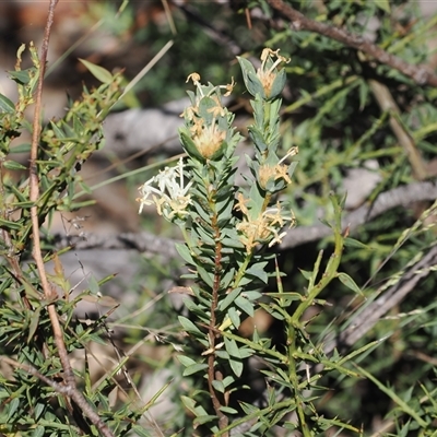 Pimelea glauca at Mount Clear, ACT - 11 Dec 2024 by RAllen