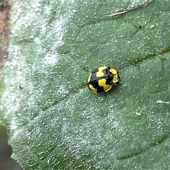 Illeis galbula (Fungus-eating Ladybird) at Hughes, ACT - 15 Apr 2025 by LisaH