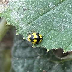 Illeis galbula at Hughes, ACT - suppressed