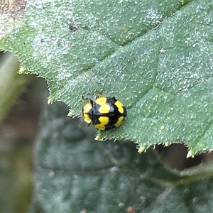 Illeis galbula at Hughes, ACT - suppressed