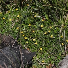 Goodenia hederacea subsp. alpestris at Mount Clear, ACT - 11 Dec 2024 04:16 PM