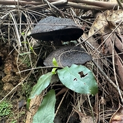 Unverified Cap on a stem; pores below cap [boletes & stemmed polypores] at Brierfield, NSW - 1 Apr 2025 by spangleddrongo2