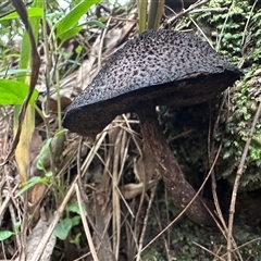 bolete at Brierfield, NSW - 1 Apr 2025 10:51 AM