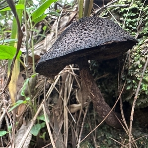 bolete at Brierfield, NSW - 1 Apr 2025 10:51 AM