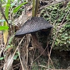 bolete at Brierfield, NSW - 1 Apr 2025 10:51 AM