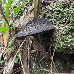 bolete at Brierfield, NSW - 1 Apr 2025 10:51 AM