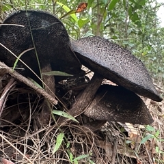 bolete at Brierfield, NSW - 1 Apr 2025 10:51 AM