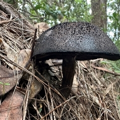 bolete at Brierfield, NSW - 1 Apr 2025 10:51 AM