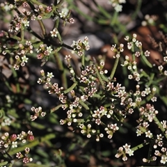 Choretrum pauciflorum at Mount Clear, ACT - 11 Dec 2024 03:53 PM