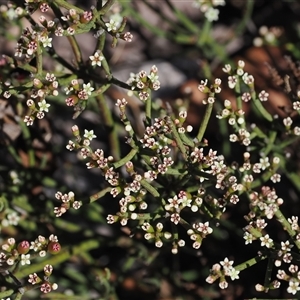 Choretrum pauciflorum at Mount Clear, ACT - 11 Dec 2024 03:53 PM