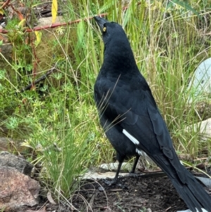 Strepera graculina (Pied Currawong) at Aranda, ACT - 15 Apr 2025 by Jubeyjubes