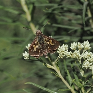 Trapezites phigalioides at Booth, ACT - 11 Dec 2024 04:49 PM