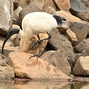 Threskiornis molucca at Evatt, ACT - 15 Apr 2025 10:44 AM
