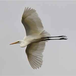 Ardea alba at Evatt, ACT - 15 Apr 2025 11:01 AM