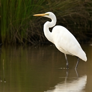 Ardea alba at Evatt, ACT - 15 Apr 2025 11:01 AM