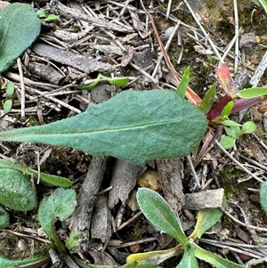 Lagenophora sublyrata at Kangaroo Valley, NSW - 15 Apr 2025 11:11 AM