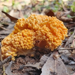 Ramaria sp. (genus) at Penrose, NSW - 14 Apr 2025 02:23 PM