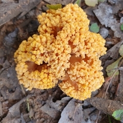 Ramaria sp. (genus) at Penrose, NSW - 14 Apr 2025 02:23 PM