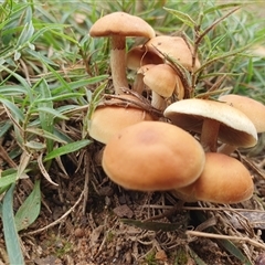 Hypholoma sp. at Penrose, NSW - 12 Apr 2025 by Aussiegall