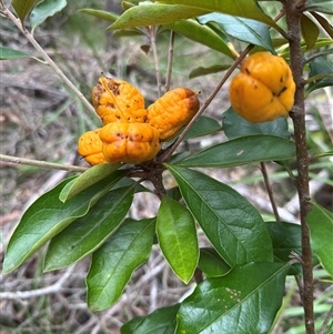 Pittosporum revolutum (Large-fruited Pittosporum) at Kangaroo Valley, NSW - 15 Apr 2025 by lbradley