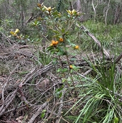 Pittosporum revolutum at Kangaroo Valley, NSW - 15 Apr 2025 11:55 AM