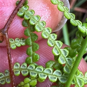 Gleichenia dicarpa (Wiry Coral Fern) at Kangaroo Valley, NSW - 15 Apr 2025 by lbradley