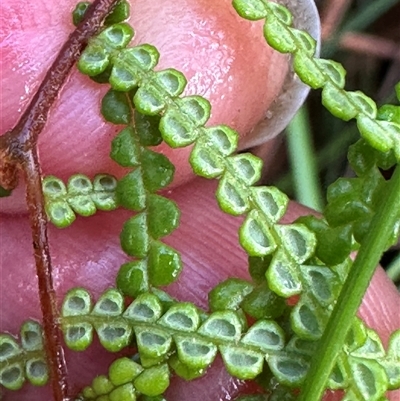 Gleichenia dicarpa (Wiry Coral Fern) at Kangaroo Valley, NSW - 15 Apr 2025 by lbradley