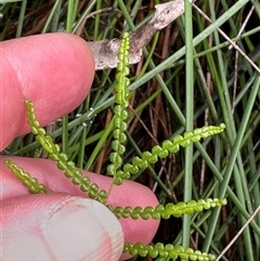 Gleichenia dicarpa at Kangaroo Valley, NSW - suppressed