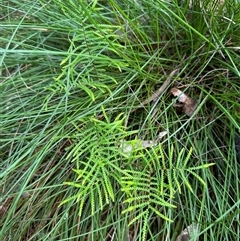 Gleichenia dicarpa at Kangaroo Valley, NSW - suppressed