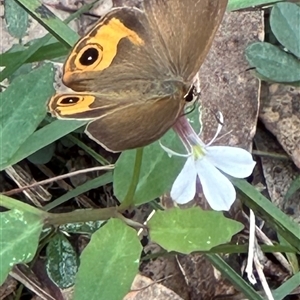 Hypocysta metirius at Kangaroo Valley, NSW - 15 Apr 2025 11:54 AM