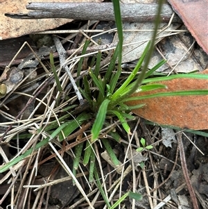 Stylidium graminifolium at Kangaroo Valley, NSW - 15 Apr 2025 12:21 PM