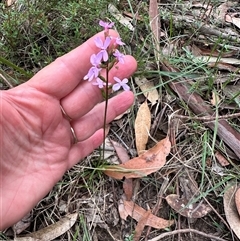 Stylidium graminifolium at Kangaroo Valley, NSW - 15 Apr 2025 12:21 PM