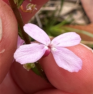 Stylidium graminifolium at Kangaroo Valley, NSW - 15 Apr 2025 12:21 PM