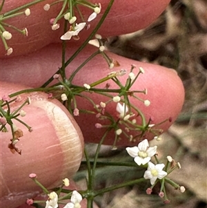 Platysace linearifolia at Kangaroo Valley, NSW - 15 Apr 2025 12:25 PM