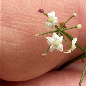 Platysace linearifolia at Kangaroo Valley, NSW - 15 Apr 2025 12:25 PM