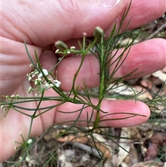 Platysace linearifolia at Kangaroo Valley, NSW - 15 Apr 2025 12:25 PM