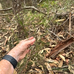 Platysace linearifolia at Kangaroo Valley, NSW - 15 Apr 2025 12:25 PM