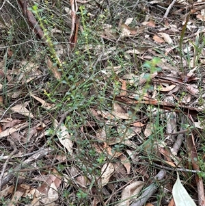 Phyllanthus hirtellus at Kangaroo Valley, NSW - 15 Apr 2025 12:27 PM